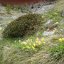 Primevères officinales (coucous, Primula veris). Comestible. Les feuilles sont anti-ecchymotiques. Feuilles et  racines ont des propriétés analgésiques, anti-spasmodiques, diurétiques, pectorales et expectorantes.